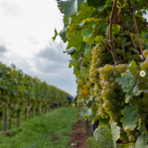 Temaprovning Riesling | 12 maj 2026 |  STOCKHOLM